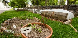 Yhteisöviljelyn suosio kasvaa – ”Viljely ja varjelu kuuluvat kristityn tehtävään”