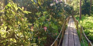 Kirkko menee metsään