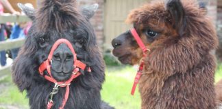 Evankeliumijuhlille odotetaan 15 000 kävijää Sastamalaan