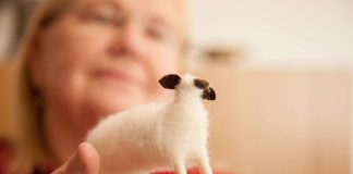 Uskontunnustusta käännetään kuvakielelle