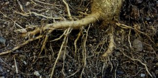 Juurimessussa kuullaan kaikuja runolauluperinteestä