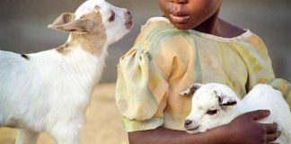 Vuohesta joulun suosikkilahja?