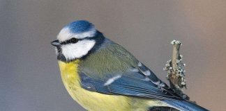 Bongaa pihalta sinitintti