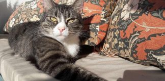 Hamsterilla ja koiralla on kummi – Mistä on kyse?