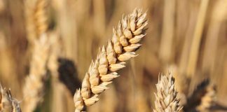 Piispat Peura ja Jolkkonen huolissaan maataloustuottajien asemasta