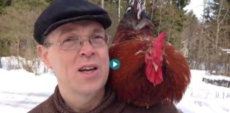 Yle: Piispan orpo kukko pääsiäisnäytelmän tähdeksi