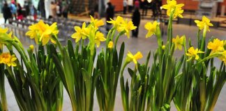 Vantaalla jaetaan 800 narsissia vanhuksille