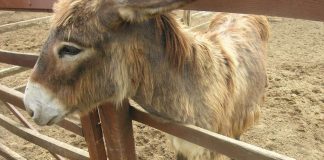 Väitös pohtii, miten eläimet kokevat maailman