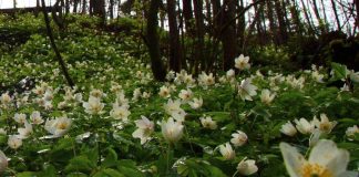 Kymmenen runoa äitienpäiväkorttiin