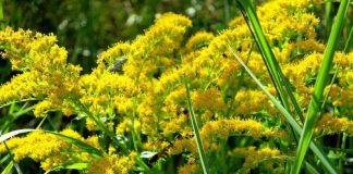 Ketokukkia alttareille -aloite etenee Jyväskylässä hitaasti mutta varmasti