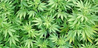 Kysely: Kannabiskokeilu on nuorille tavallinen asia