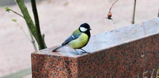 Symboli: Lintu vapauttaa sielun