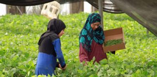 Uutisessee: Pelko pesiytyi
Egyptin kristittyjen
arkeen