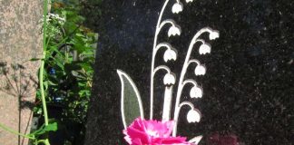 Symboli: Kielo on vaatimaton mutta kaunis