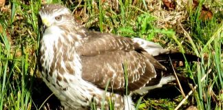 Kanahaukkapari villitsi valokuvaajat rikkomaan hautarauhaa Hietaniemessä