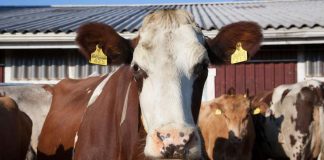 Amissien lehmät suojaavat astmalta – karjatalous vaikuttaa suotuisasti lasten immuunijärjestelmään