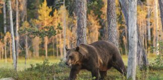 Suomenuskoinen Karhun kansa voi nyt vihkiä avioliittoon