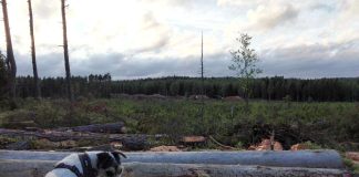 Ensimmäinen ja viimeinen puu