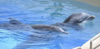 Eläinteologi: Suru Särkänniemen delfiineistä ei ole pois hädänalaisilta ihmisiltä