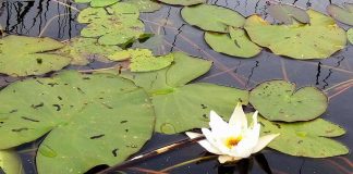 Luomakunta ei ole kaupan, todetaan ensi viikolla kirkon ympäristöpäivillä