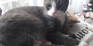 Turussa perustetaan sururyhmä lemmikkinsä menettäneille