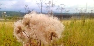 Ortodoksipappi: ”Kuoleman jälkeen ihmisen sielu jatkaa kehittymistään Jumalan tuntemisessa”