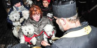 Kuinka koira saa siunauksen – katso video lemmikkien ekumeenisesta joulusiunauksesta