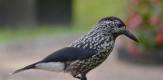 Kommentti: Katsokaa taivaan lintuja vielä kun voitte – ne ovat uhanalaisia