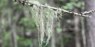 Joensuussa suojellaan 24 hehtaaria seurakunnan metsää