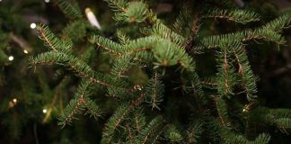 Kuinka joulukuusen oksat saa näyttämään lumisilta – katso video