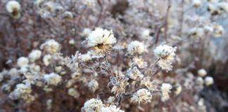 Kirkkoherraraati eutanasiasta: Elämän pyhyys vastaan ihmisen kiduttaminen