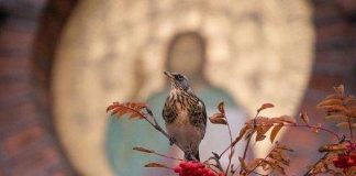 Itsenäisyyden ja reformaation juhlavuodet: Tunnista 100 lintulajia ja 500 perhoslajia