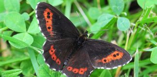 Suru, morsian, pääkallo? – Suomi äänestää itselleen kansallisperhosen