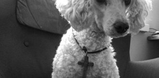 Kirkolliset aprillipilat: Uskontokoira, sateenkaari-Luther ja Facebook-läppää