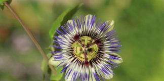 Monella kasvilla on kirkollinen nimi – oletko kuullut apostolinmiekasta tai papintappajasta?