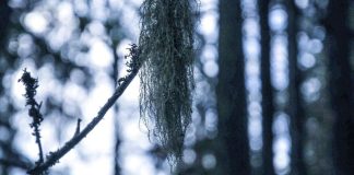 Teologia.fi: Viisaus on kokemusta ja soveltamisen taitoa, joka koituu muiden hyväksi