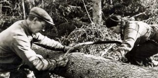 Mysteerikuva: Ketkä ovat metsätöissä?