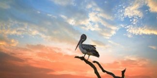 Kotimaa listaa viisi rakkauden symbolia – tällaisia merkityksiä niihin sisältyy