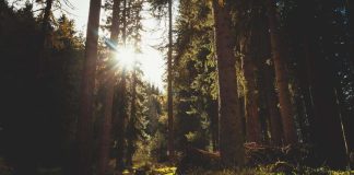 Kolumni: Retriitin hiljaisuudessa lepäsin ja tylsistyin – kunnes karkasin metsään