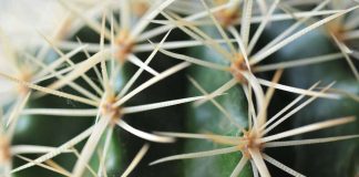 Väitös: Ihmisellä taipumus nähdä luonnossa luoja