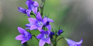 Johannes Kastajan muistopäivä ei ole aina juhannuksena – paitsi Suomessa