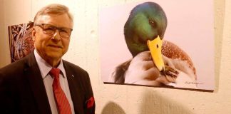 Tappelevat sorsat ja muita kansanedustajan luontokuvia esillä Oulunkylän kirkossa