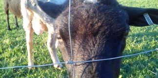 Kolumni: Paavali muistutti teologian kanssa näperteleviä vapaudesta, yhteydestä ja aikuisuudesta