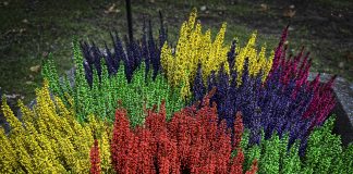 Luonto puhuu: Kyynel muutti kukan värin – ”Tämä on ihme”, sanoivat nunnat