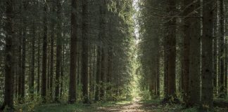 Jyväskylän seurakunta omistaa 575 hehtaaria metsää – kerää nyt kiitosta metsästrategiastaan