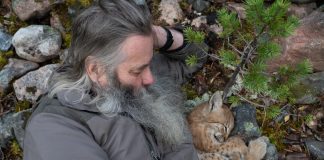 Tähtäimessä ilves: Euroopan ainoa luonnonvarainen kissaeläin on arvostettua riistaa – miltä näyttää ilveksen tulevaisuus?