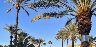 Luonto puhuu: Paratiisi palmun juurella