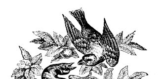 Tuhat merkkiä taivaasta: Kun matkalla Jaakobin lailla yön ankaran painia saan