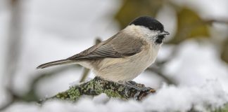 Pienikin ero voi kertoa suuria asioita