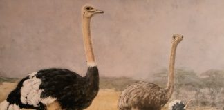 Näkökulma: Kamelikurjista roadmaneihin – kieli elää ja hengittää, mutta kekseliäisyyttä kaivataan